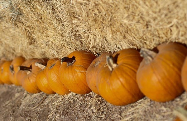 PUMPKIN ROW: Pumpkins of all sizes are lined up to be picked for Halloween at the MacDonald's Ranch Pumpkin Patch in Cave Creek. (Photo by Lisa Bartoli)