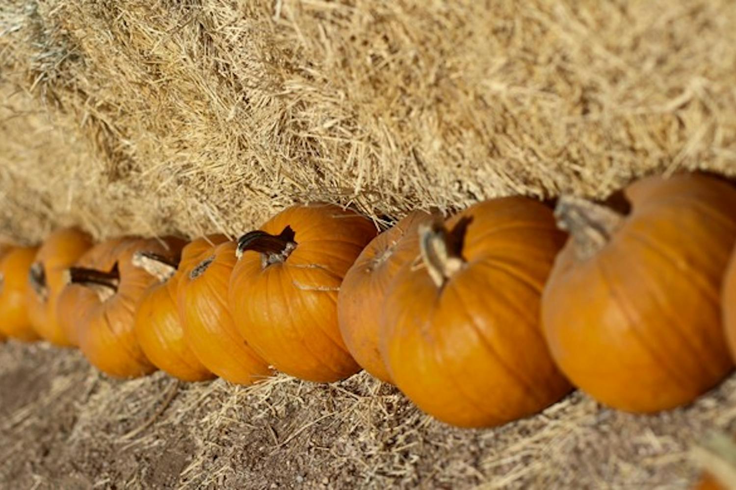 PUMPKIN ROW: Pumpkins of all sizes are lined up to be picked for Halloween at the MacDonald's Ranch Pumpkin Patch in Cave Creek. (Photo by Lisa Bartoli)