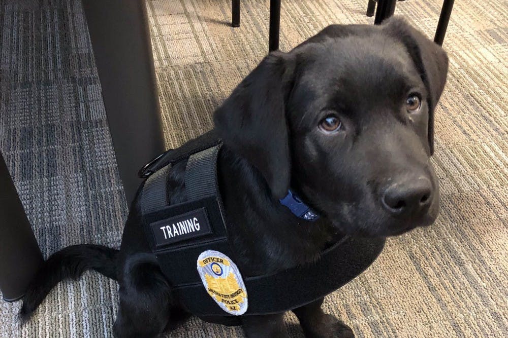 A good boy with a big duty: ASU Police welcomes its first emotional ...