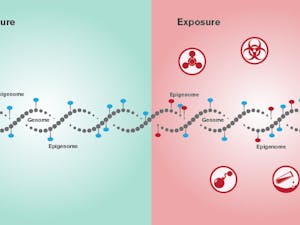 Epigenetic DNA