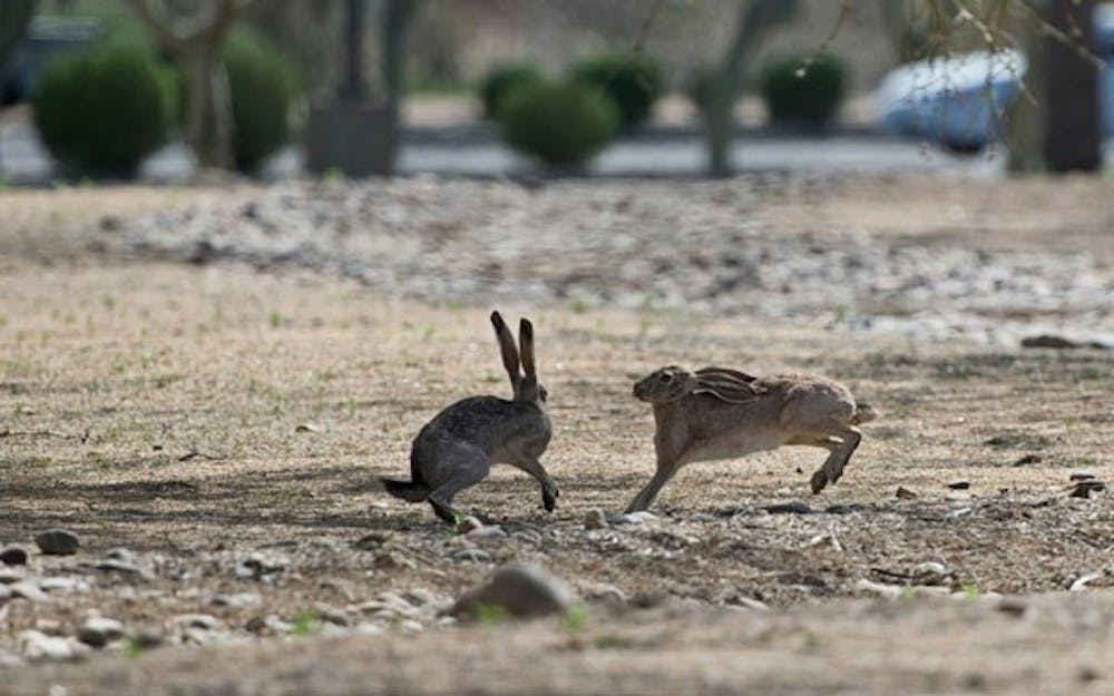 FROLICKING: Arizona blacktail jackrabbits were a common sight on the West campus during the warm afternoon. (Photo by Michael Arellano)