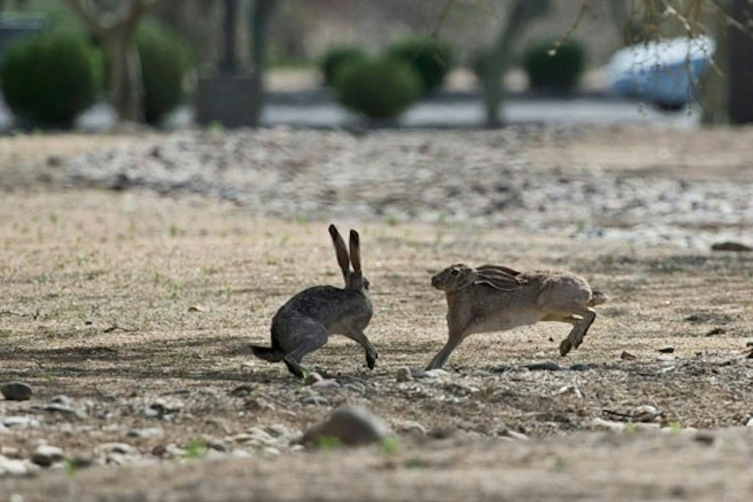 FROLICKING: Arizona blacktail jackrabbits were a common sight on the West campus during the warm afternoon. (Photo by Michael Arellano)