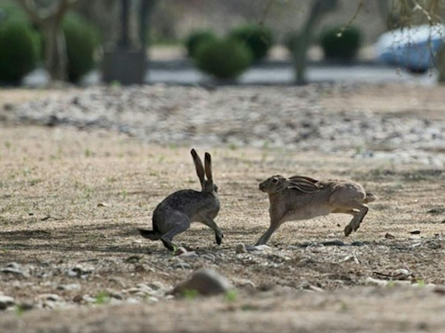 FROLICKING: Arizona blacktail jackrabbits were a common sight on the West campus during the warm afternoon. (Photo by Michael Arellano)