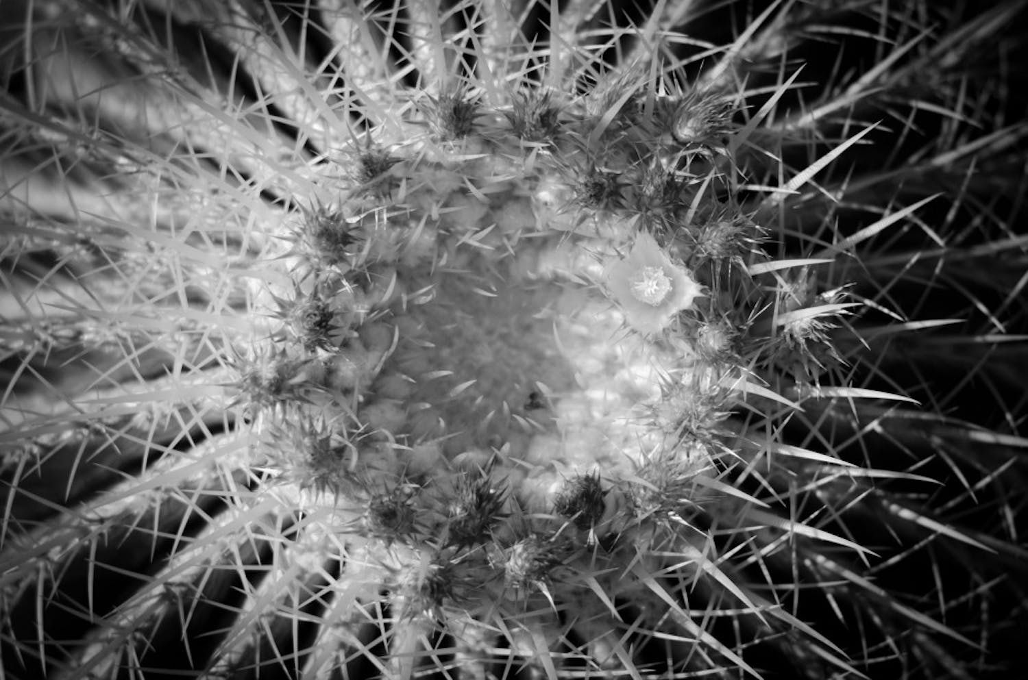 CACTUS ON CAMPUS: Light plays off of the top of a barrel cactus adjacent to the School of Human Evolution and Social Change on Sunday evening. (Photo by Aaron Lavinsky)