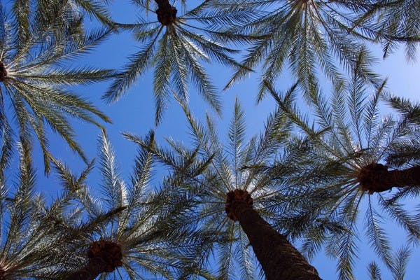 NEW PRESPECTIVE: Palm trees stand tall in the sun along the sidewalks of ASU's downtown campus in Phoenix. (Photo by Lisa Bartolli)