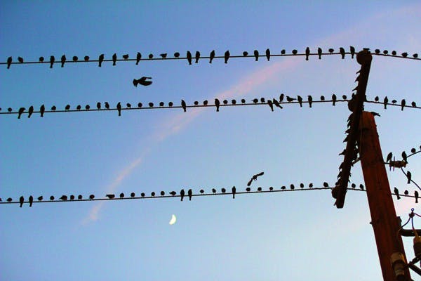 Dozens of birds flock to a power line under a partial moon near the Tempe campus Wednesday evening. (Photo by Lisa Bartoli)