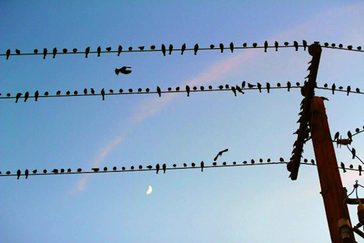 Dozens of birds flock to a power line under a partial moon near the Tempe campus Wednesday evening. (Photo by Lisa Bartoli)