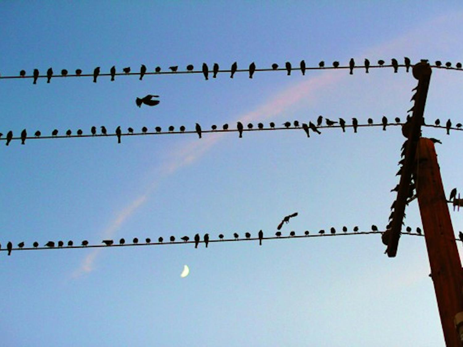 Dozens of birds flock to a power line under a partial moon near the Tempe campus Wednesday evening. (Photo by Lisa Bartoli)