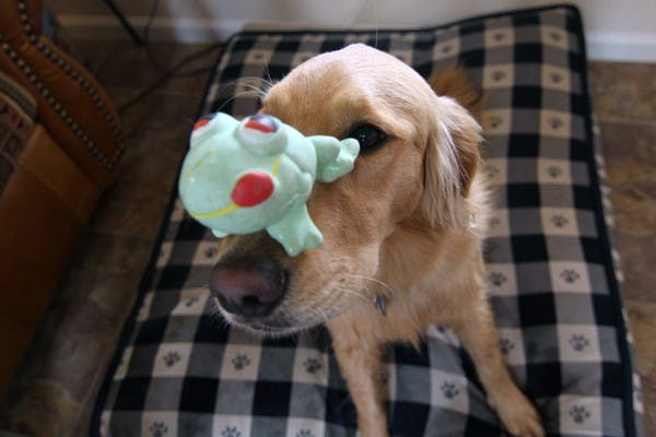 One-year-old golden retriever Abby does a trick to busy herself while her owners cook Thanksgiving dinner on Thursday. (Photo by Lisa Bartoli)