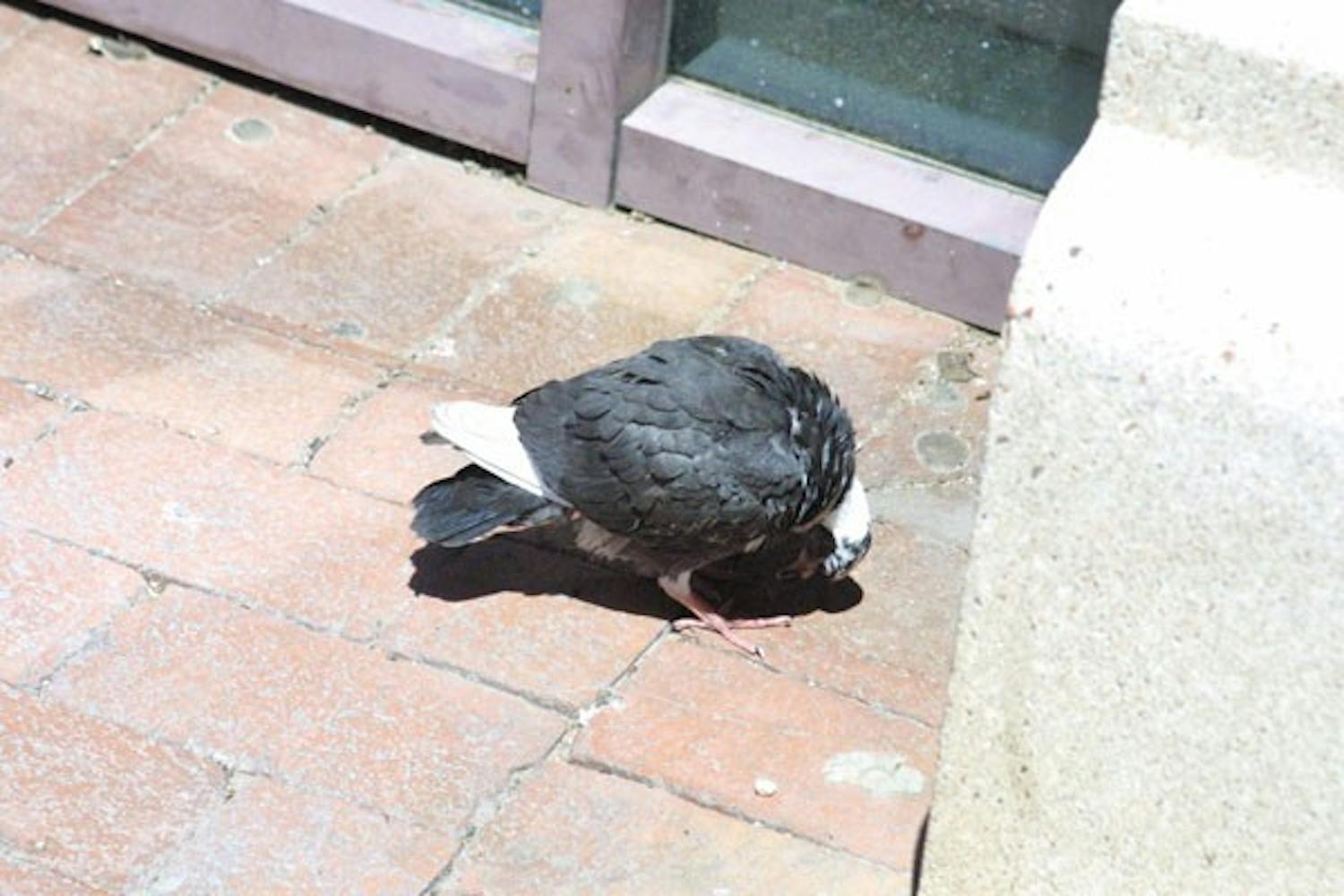 SEEKING SHELTER: An injured bird rests in a corner of a building on Mill Ave.