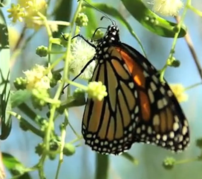 Butterfly exhibit comes to Desert Botanical Garden The State Press