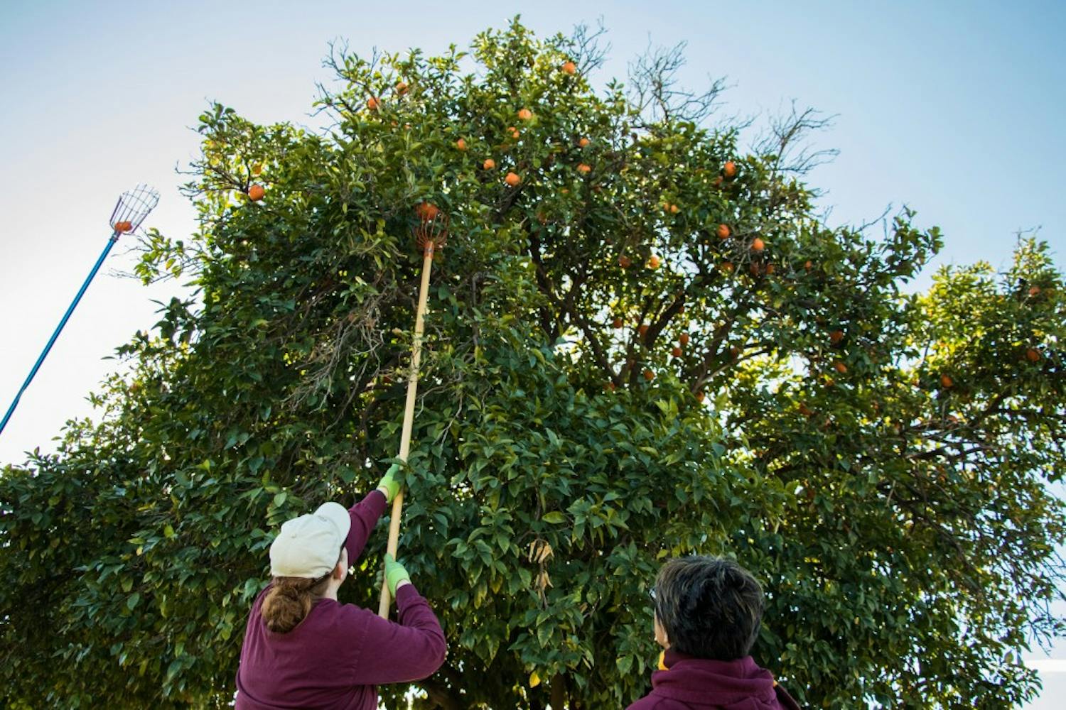 Volunteers contribute to the annual seville orange harvest on the Tempe Campus on Feb. 4, 2017.