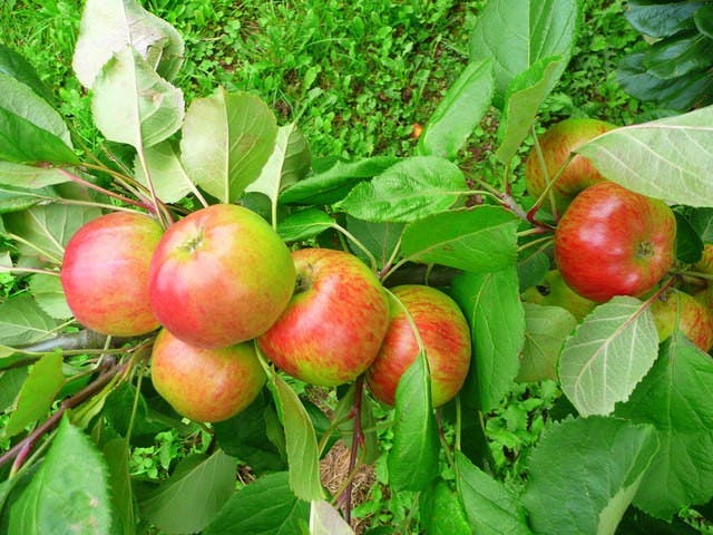 Mmmmm, deliciously historical.  
Photo courtesy Wikimedia Commons.