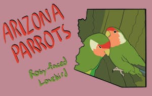 Week 1 - Rosy-faced Lovebirds.jpg