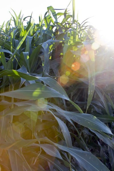 Photo by Peter Lazaravich.