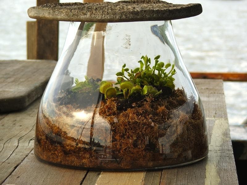 An example of the miniature forest you can make. Photo courtesy of Smallest Forest. Licensed under CC BY-NC 2.0.