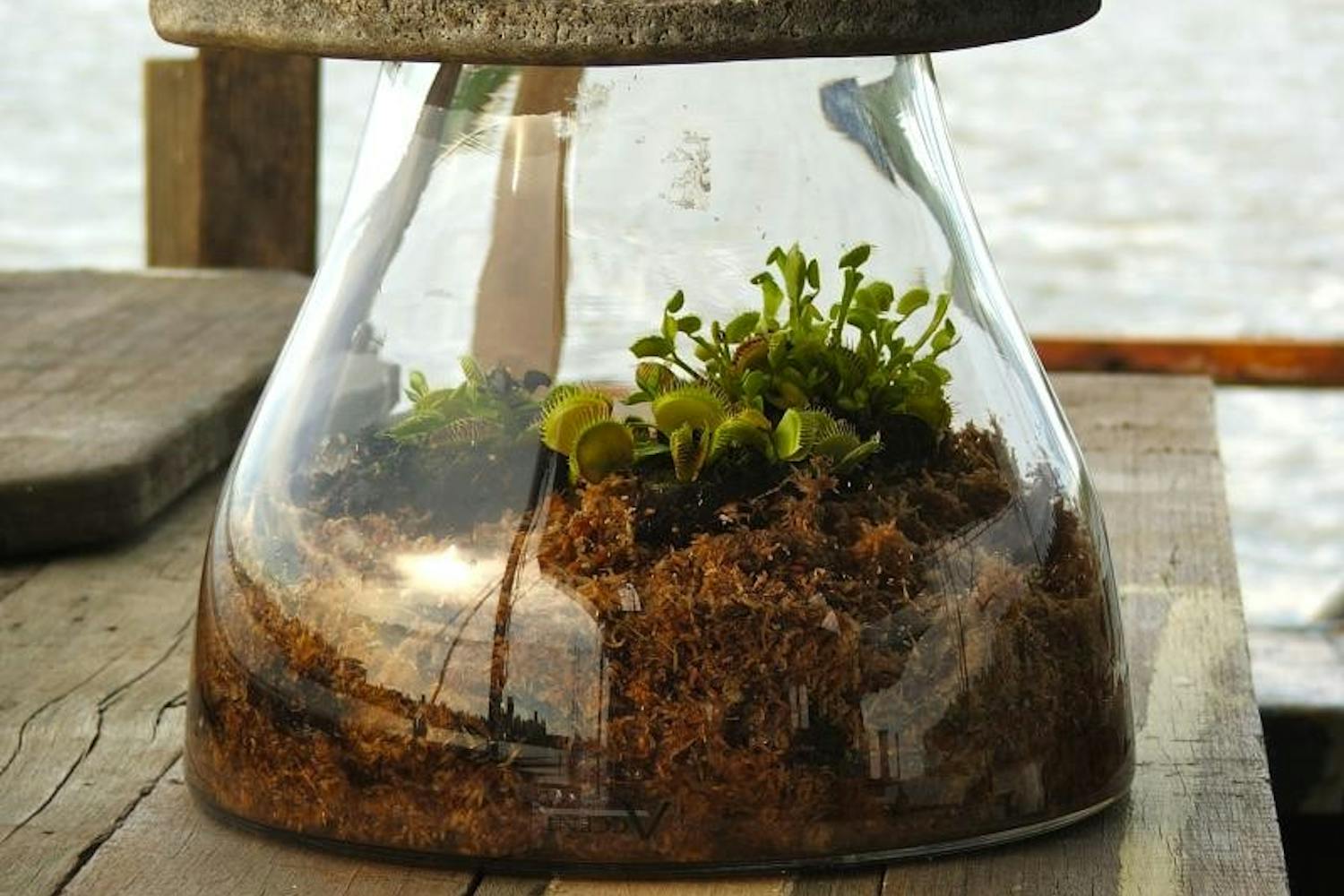 An example of the miniature forest you can make. Photo courtesy of Smallest Forest. Licensed under CC BY-NC 2.0.