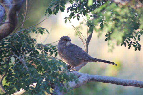 Birds have been sparse on Mill Avenue for the past three years after the implementation of a bird abatement program. The program was put in place to prevent an overabundance of pest birds in the area that were creating a disturbance to businesses and pedestrians in the area. (Photo by Ana Ramirez)