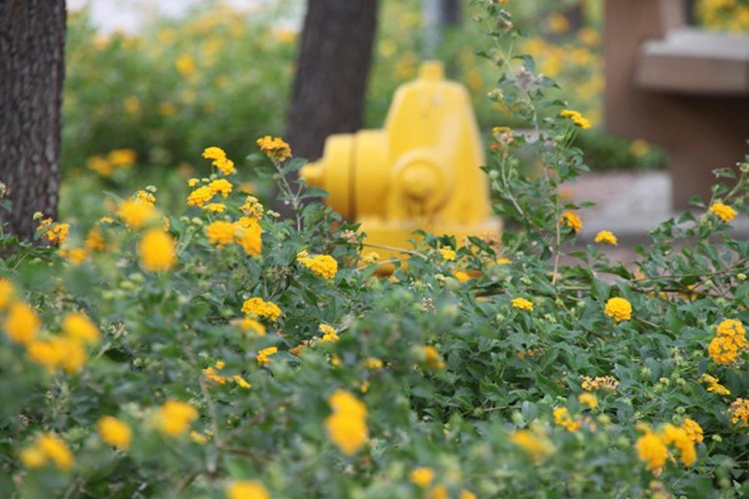 Yellow flowers surround a yellow fire hydrant along a Tempe campus walkway. (Photo by Rosie Gochnour)