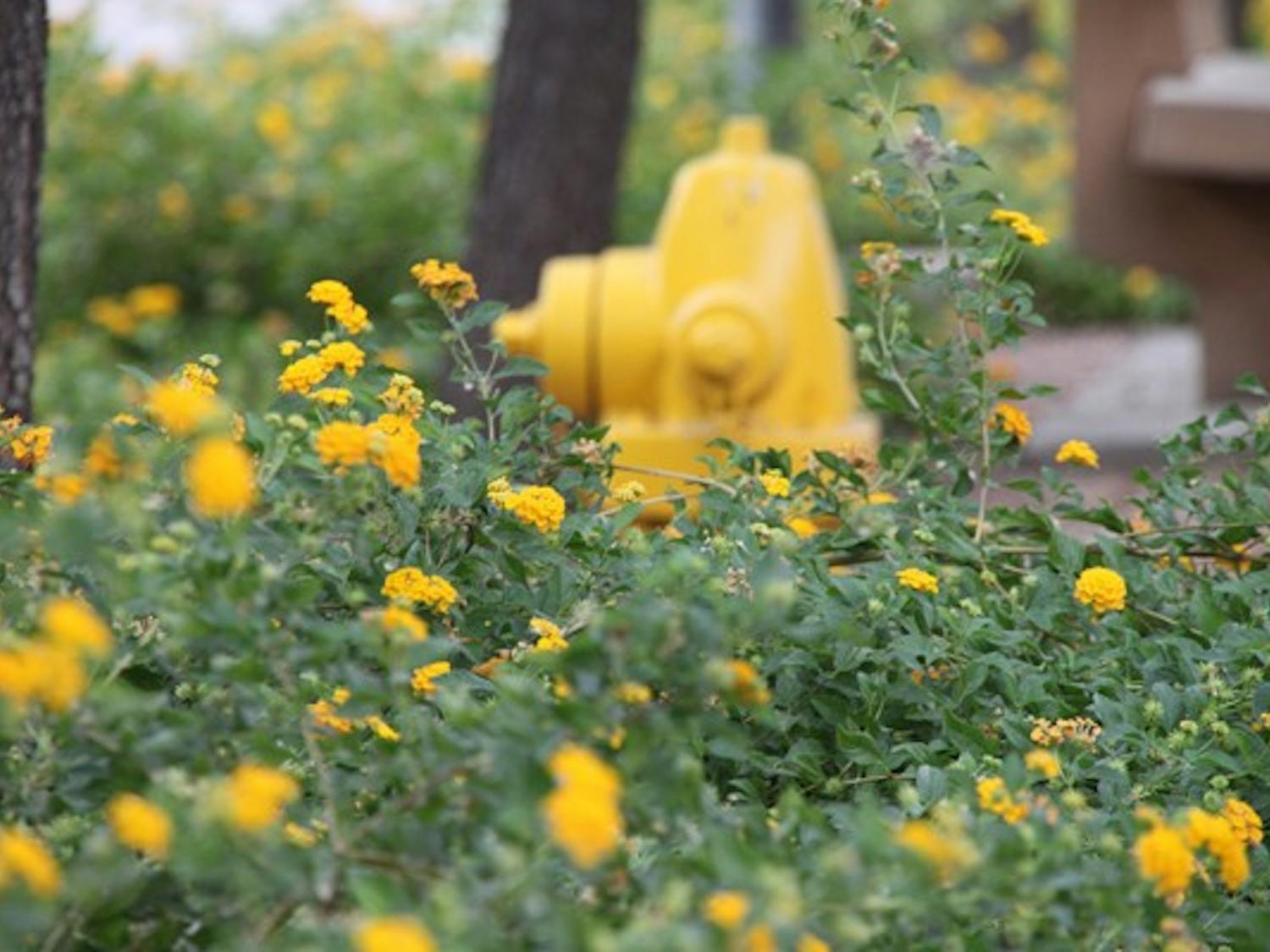 Yellow flowers surround a yellow fire hydrant along a Tempe campus walkway. (Photo by Rosie Gochnour)