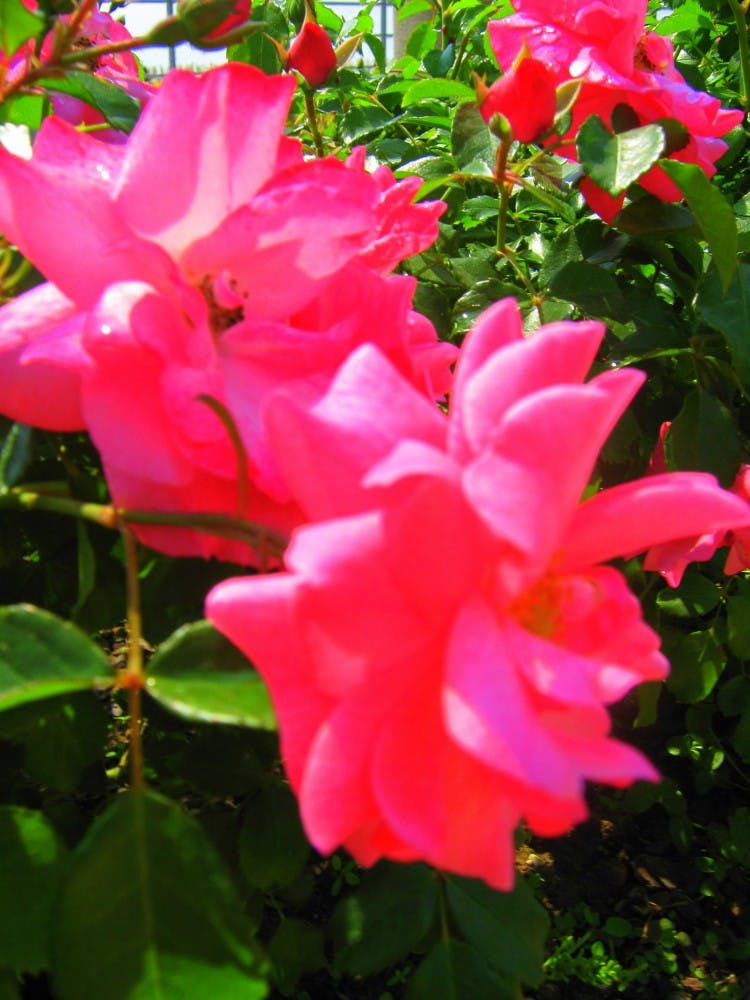 Ah, Spring is in the air. Photo by Gabby Marshall.