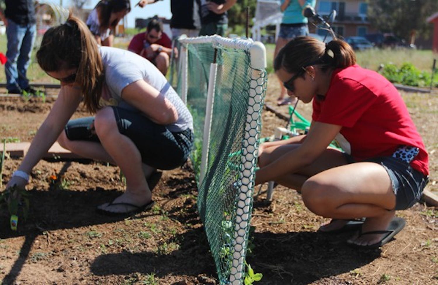 Students from Chandler High School work on a designated plot of land at ASU's Eco Garden. The garden, located on the Polytechnic campus, is home to student gardeners and community members alike. 