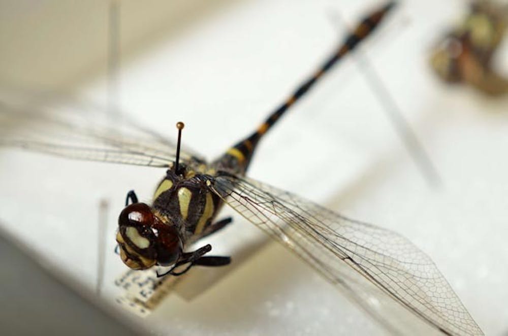 BIG BUGS: Postdoctoral research fellow John VandenBrooks and other ASU scientists are researching the effects of different oxygen levels on insects such as the Cordulegaster diadema, or Apache Spiketail dragonfly. (Photo by Aaron Lavinsky)