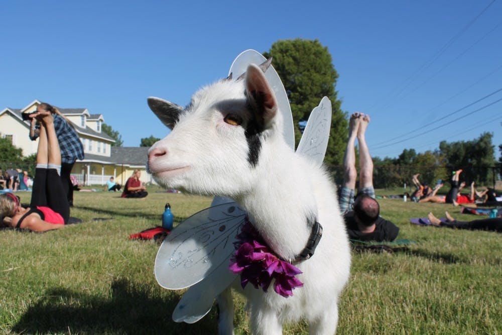 Goat Yoga