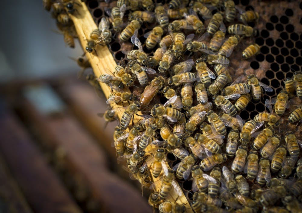 US NEWS ENV-DYINGBEES 1 MS