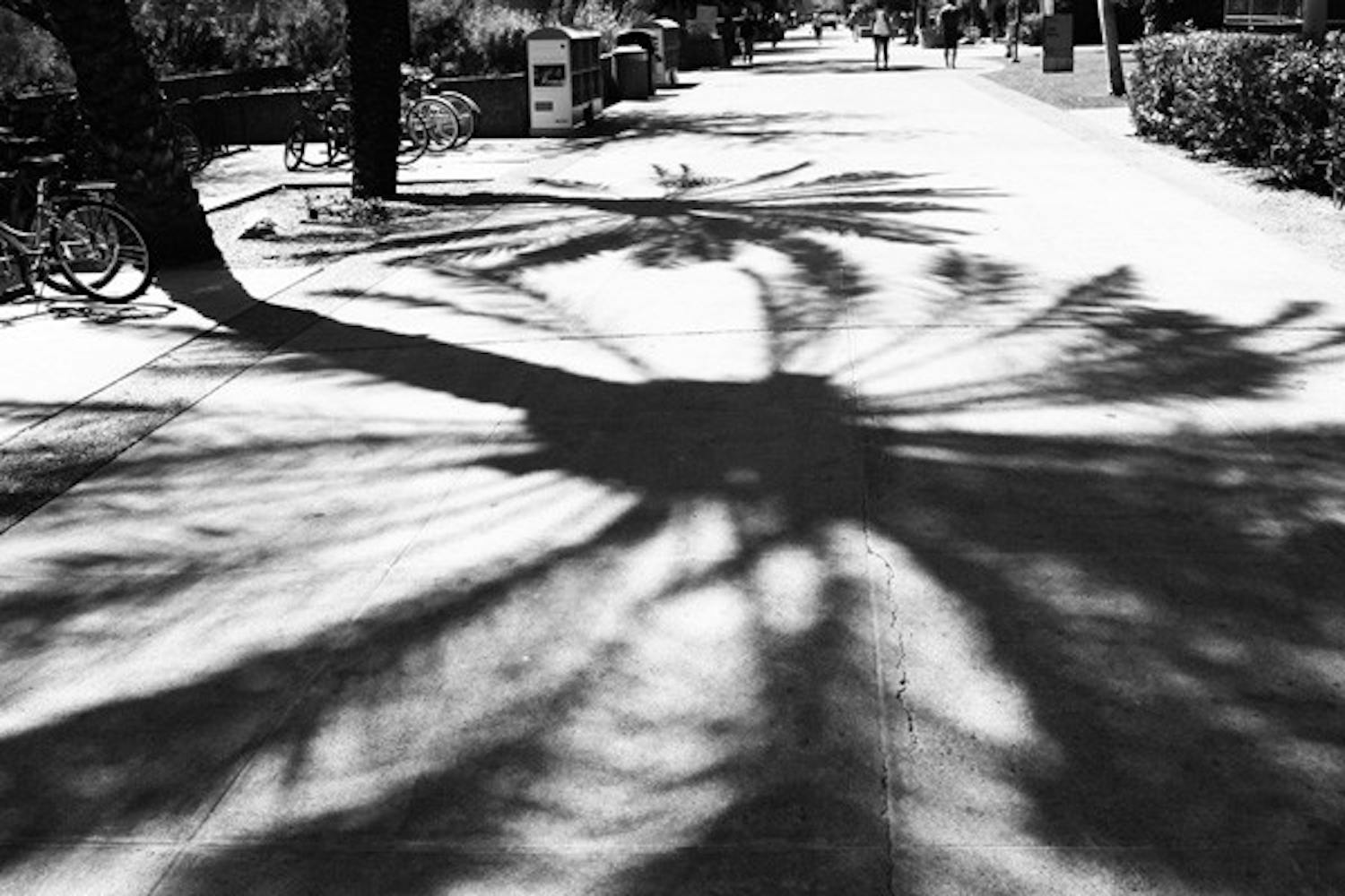 THURSDAY SHADE: Shadows are cast by a few of the many palm trees found towering over Tyler Lawn on Thursday afternoon.  (Photo by Rosie Gochnour)