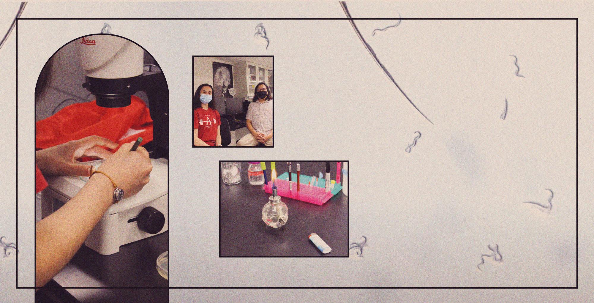 weed worms final header.png