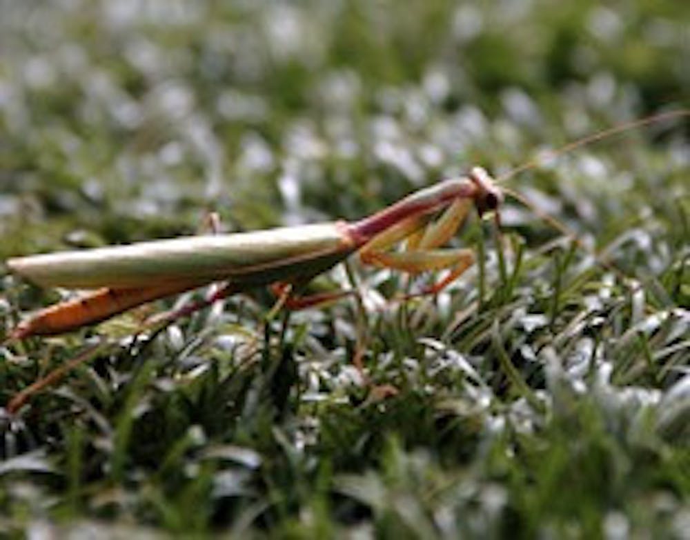 fakegrass2