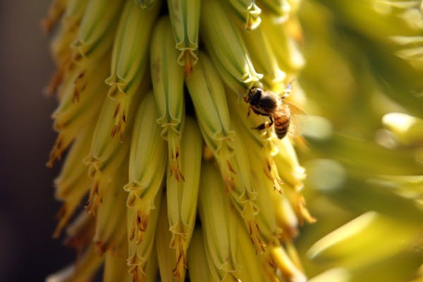 A bee pollinates a bright yellow flower near Palm Walk on the Tempe campus Sunday afternoon. (Photo by Jenn Allen)