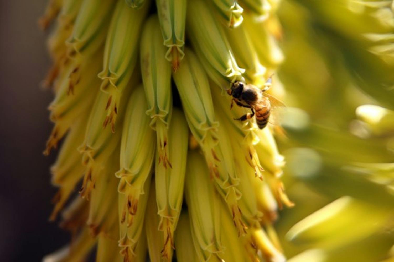 A bee pollinates a bright yellow flower near Palm Walk on the Tempe campus Sunday afternoon. (Photo by Jenn Allen)
