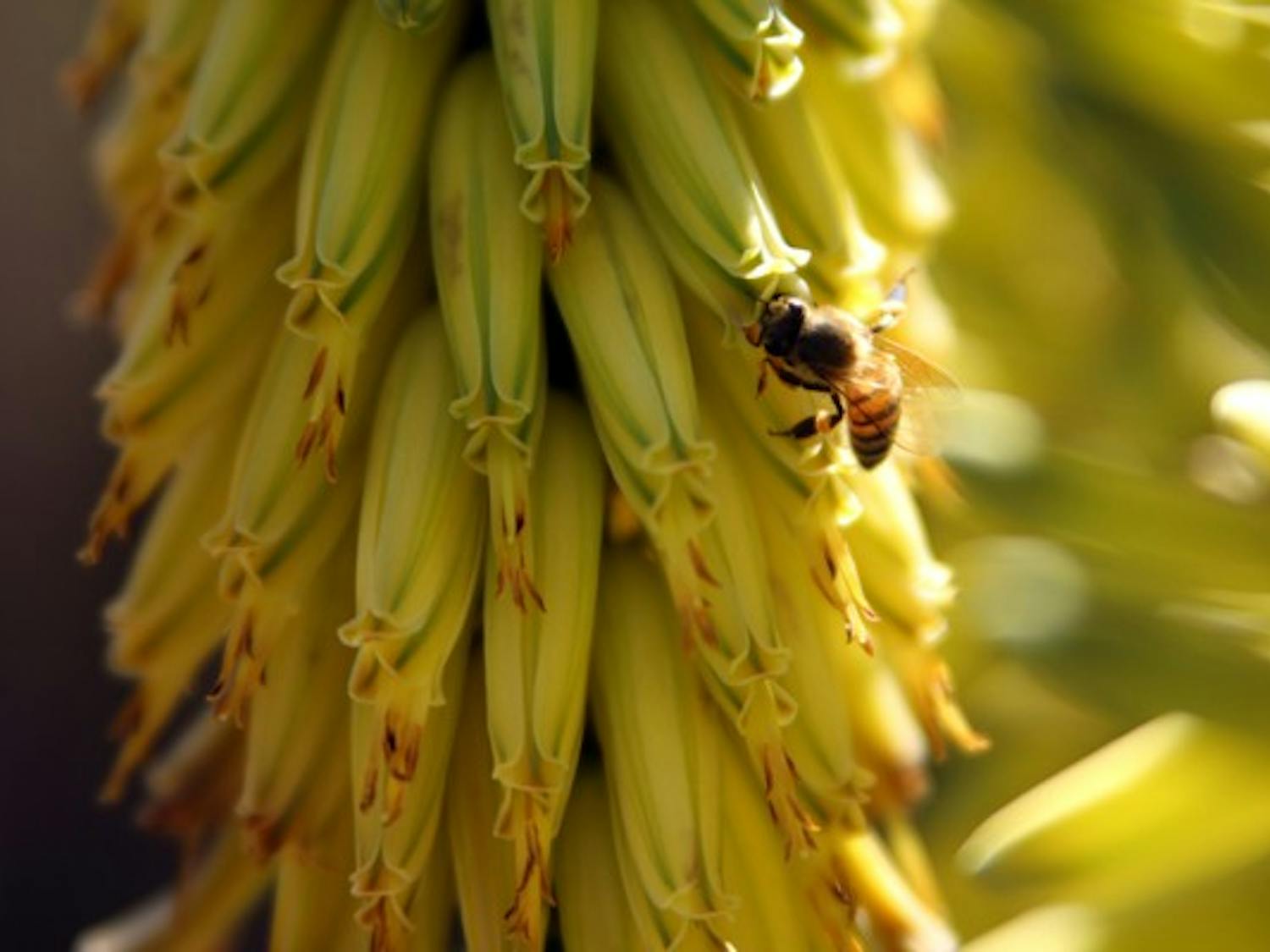A bee pollinates a bright yellow flower near Palm Walk on the Tempe campus Sunday afternoon. (Photo by Jenn Allen)