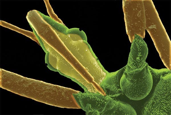 ONE UGLY BUG: The assassin bug is one of ten bugs that is in the running for the third annual Ugly Bug Contest. The assassin bug, which injects its deadly saliva into the bodies of other bugs, is currently in the lead at 27.5%. (Photo Courtesy of ASU Life Sciences)