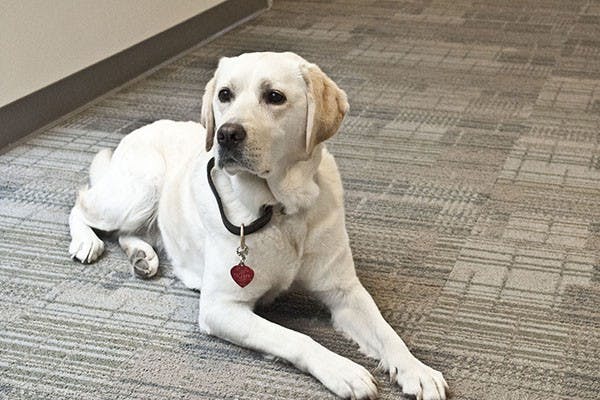 Disney sits while Detective Dunwoody explains the training and testing Disney had to go through to become an explosives detection k-9.  Disney and her handler Parker Dunwoody must train everyday to keep their skill in top shape in case an emergency comes around. (Photo by Katie Dunphy)
