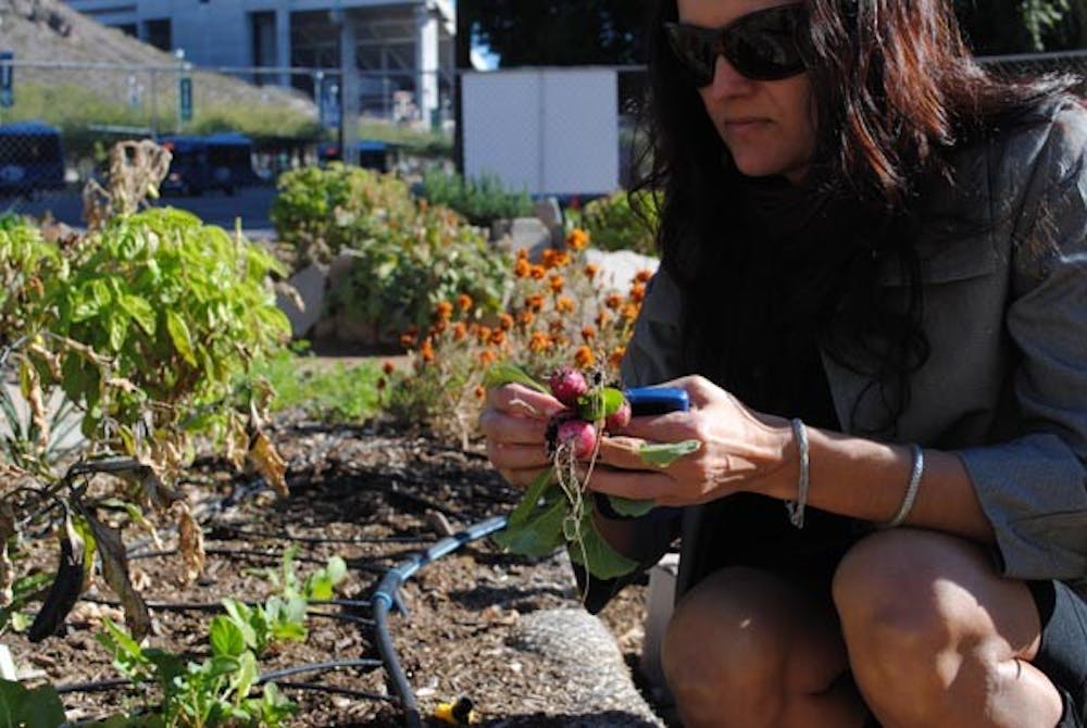 HOMEGROWN: Lara Skutt, the manager of Tempe Urban Garden, picks radishes in a community garden located on private land. A similar garden is being considered by the Tempe City Council, the city's first to be located on public land. Photo by Yvonne Gonzales | The State Press