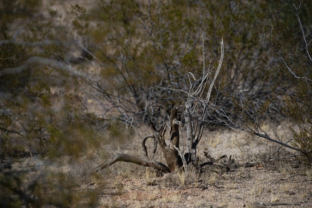 _20191015 desert plant litter 0069.jpg