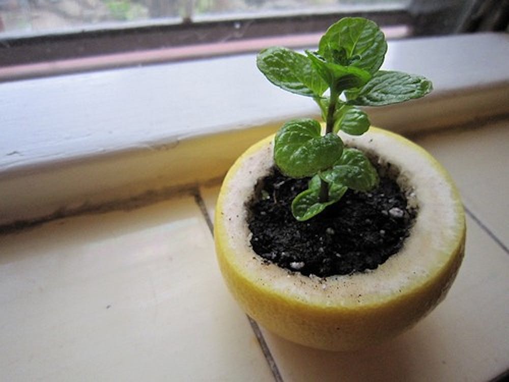 This little pot is natural and adorable. Photo by Faith Breisblatt. 
