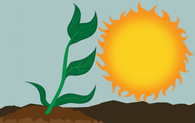 History of photosynthesis picture