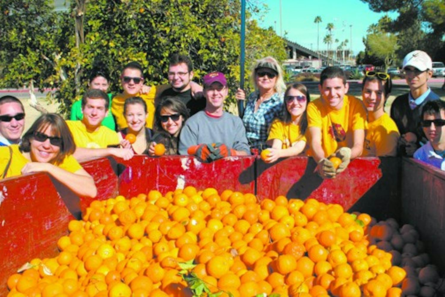 ORANGE HARVEST: Volunteers from fraternity Sigma Alpha Mu and Sun Devils for Israel picked hundreds of oranges on the Tempe campus Sunday.  Most of the oranges will be sold or donated across the Valley while the rest will be composted. (Photo by Lisa Bartoli)