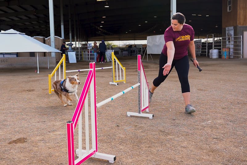 Video Agility Dogs at ASU compete in the first Intercollegiate Dog