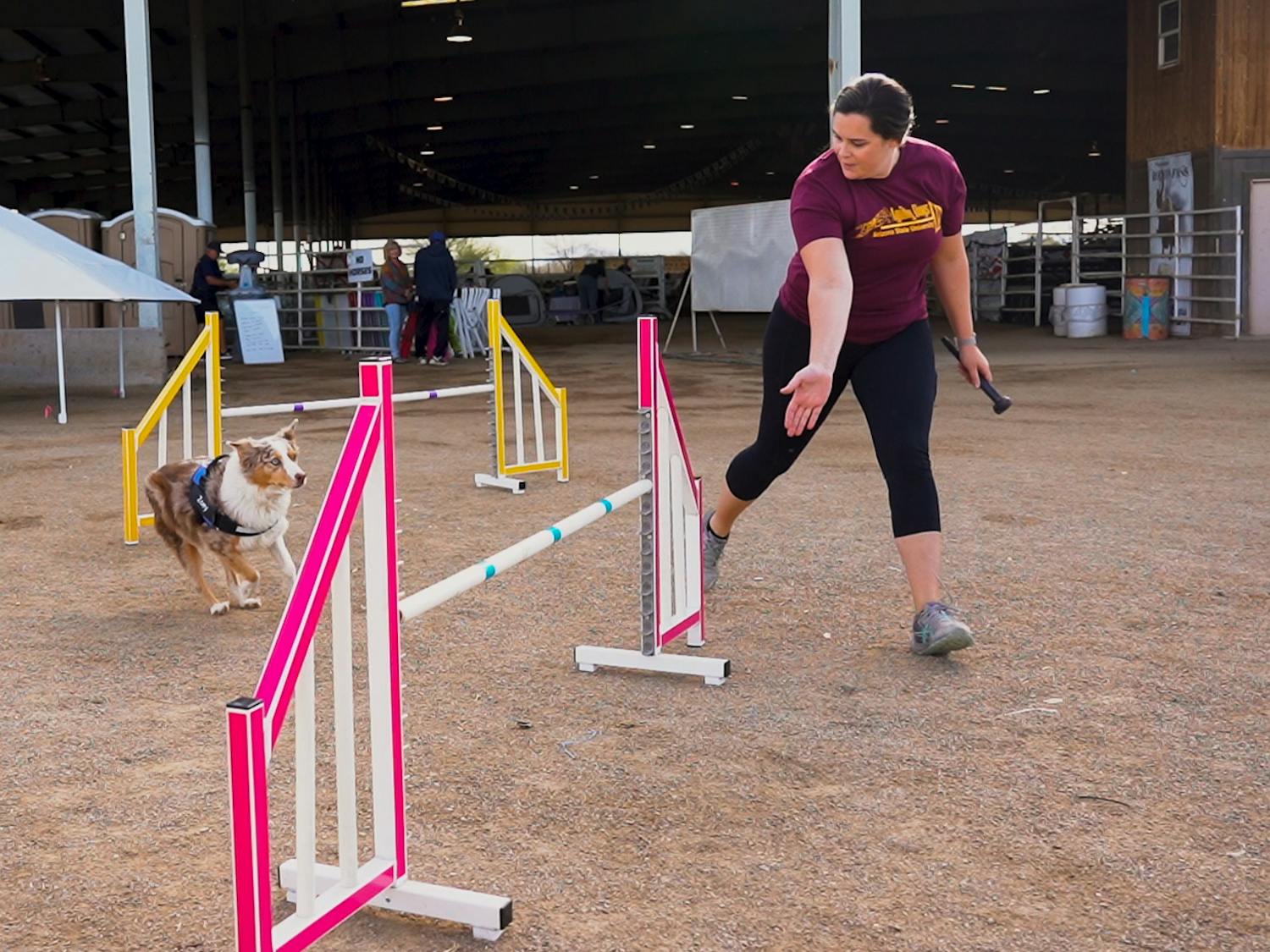 agility dogs 2.png