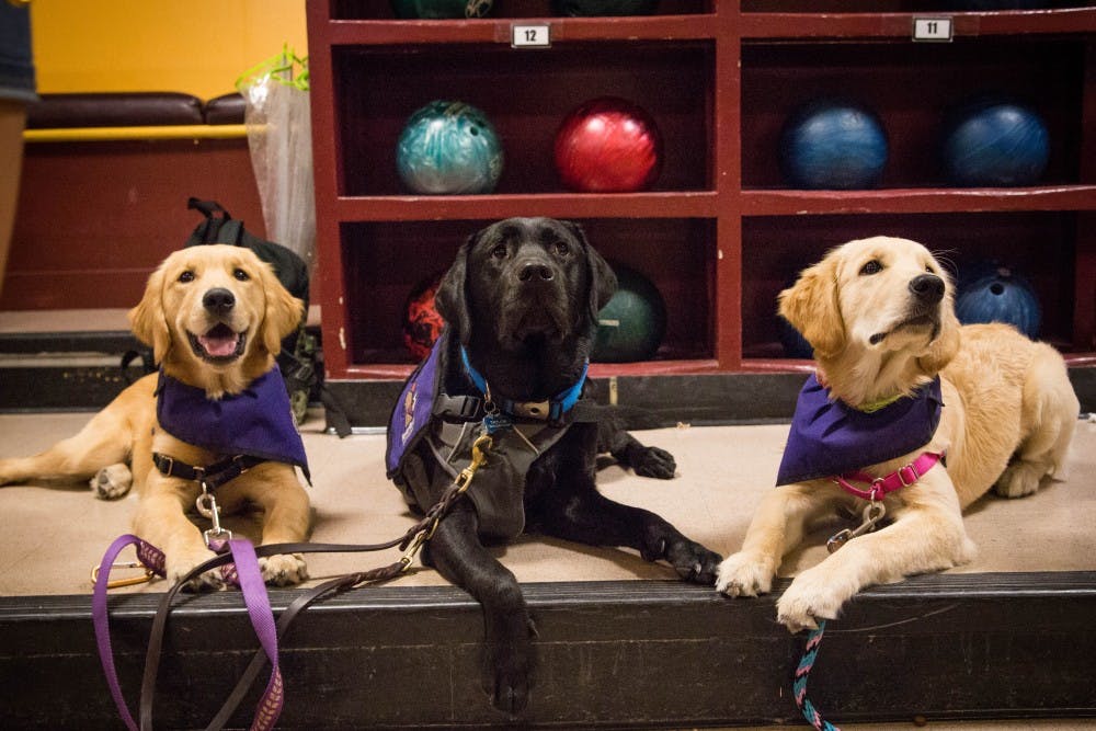 Uschi the golden retriever(left), Kristoff the black lab(middle), and Ulani the golden retriever (right) pose together at a Sparky's Service Dogs event in Sparky's Den on Thursday, Sep. 22, 2016.