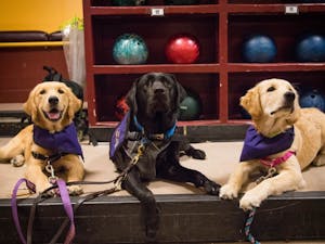 Uschi the golden retriever(left), Kristoff the black lab(middle), and Ulani the golden retriever (right) pose together at a Sparky's Service Dogs event in Sparky's Den on Thursday, Sep. 22, 2016.