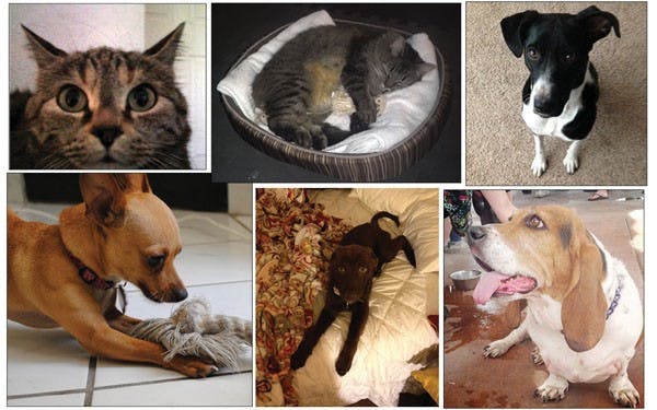 Nessie (top left), Bella, Bailey, Camille (bottom left), Layla and Sophia are some of the many pets belonging to State Press employees.