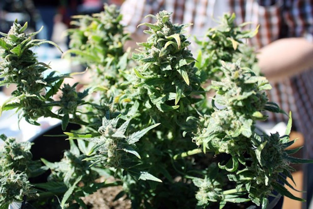 After the passing of Proposition 203 in 2010, growers, caregivers and bakers have taken advantage of the opportunity that the legalization of medicinal marijuana has given them to start new businesses. (Photo by Shawn Raymundo)
