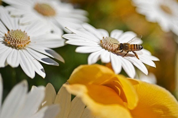 BUZZ AT POLYTECH: A bee pollinates flowers next to the SRC tennis courts in February 2010. ASU's Polytechnic campus is home to nearly 100 bee colonies at the Bee Lab Annex, which is part of the School of Life Sciences’ social insect research project. (Photo by Michael Arellano)