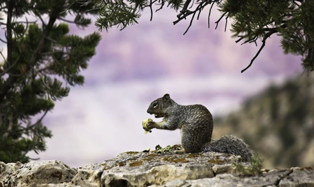 A squirrel nibbles away at his lunch at the south rim of the Grand Canyon in August 2012. (Photo by Manikandan Vijayakumar)